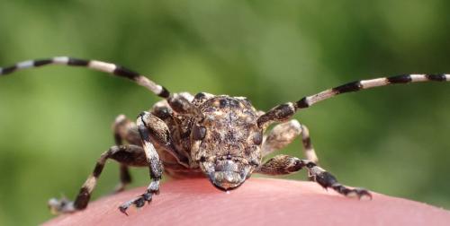 Réf. 345 075 : Aegomorphus clavipes